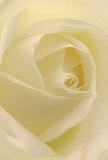 This close-up image draws you straight into the heart of a cream-white rose, its petals curling inward in a perfect spiral that seems almost endless. The bloom fills the frame, so you mainly see the layered, ivory petals, each one edged in the softest shade of pale lemon, like early morning light over Gladstone Park in Brent. The texture looks velvety and matte, yet with a creamy sheen where the light brushes across the surface, suggesting the feel of silk or fine satin beneath the fingertips. Gentle shadows gather in the folds, creating a hypnotic depth that guides the eye toward the quiet centre of the rose, where the petals tighten into a calm, balanced whorl. The lighting is tender and diffused, more like natural window light on a peaceful afternoon than harsh studio brightness, giving the flower a serene radiance. There is no background detail, only the subtle gradations of white and cream, so the rose itself becomes a symbol of stillness and reflection. As a florist working in Brent, I'd see this single rose as ideal for a sympathy bouquet delivered to a family home near the High Road, or for a delicate bridal arrangement carried through a local registry office. It carries the emotional weight of remembrance, new beginnings, and unspoken admiration, without needing any other flowers around it. One can almost imagine a faint, clean fragrance-even in the photograph-something gentle and comforting that lingers in the air like a quiet promise, making this rose an exquisite choice for marking life's most tender moments.
